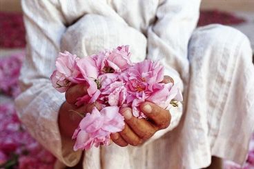 Nomad #93 : Les roses de Kelaat M'gouna, une invitation au voyage olfactif