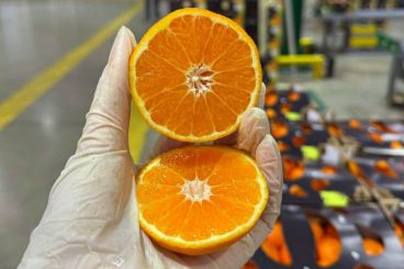 Berkane espère une renaissance agricole grâce aux stations de dessalement 