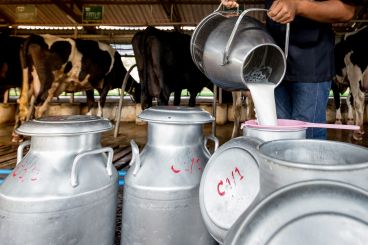 La tuberculose et le lait non pasteurisé : Un débat sanitaire renouvelé sur les réseaux sociaux au Maroc