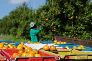 Morocco’s citrus industry grapples with climate challenges